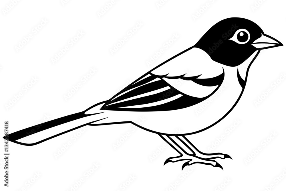 Obraz premium chaffinch line art silhouette vector illustration