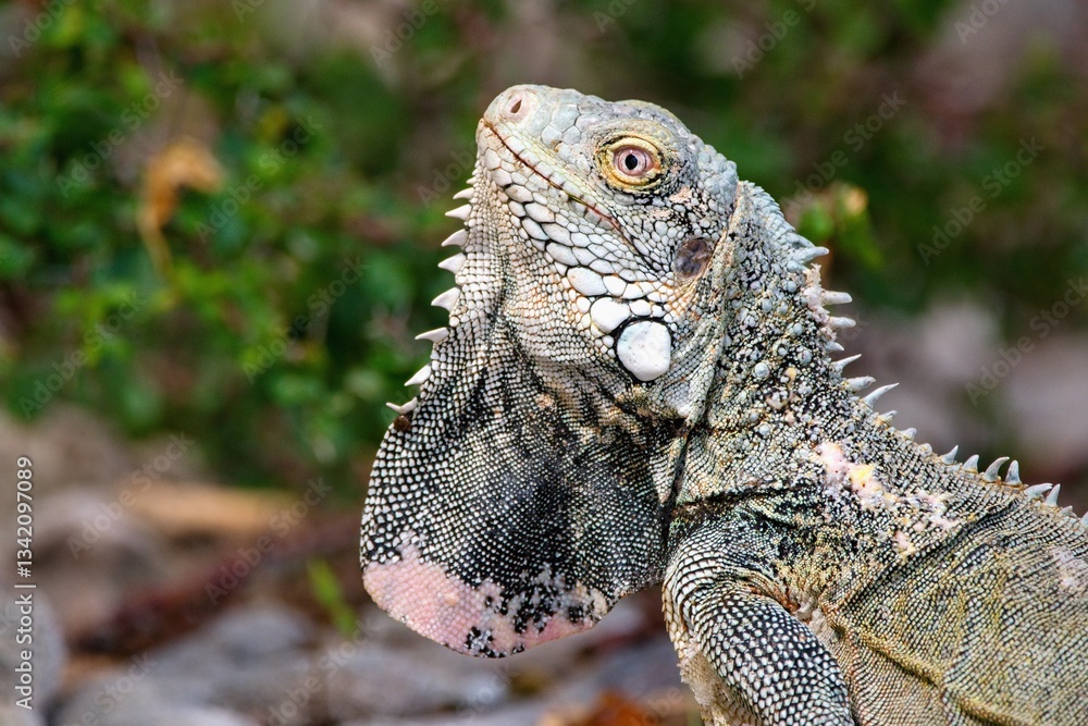 Obraz premium The Green Iguana lizard. Bonaire, Caribbean Netherlands