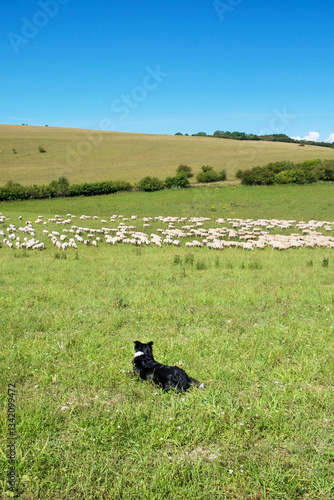 sheep dog herding a big flock of sheep in a farm field, rolling countryside