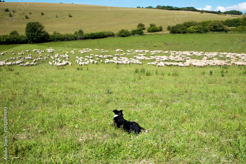 sheep dog herding a flock of sheep in a green field, Sussex farm, UK, 