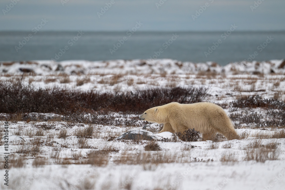 Polar bear along the shore of Hudson Bay