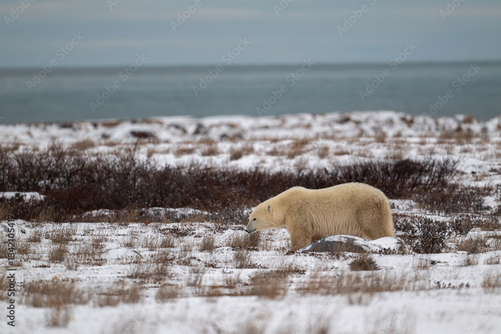 Polar bear along the shore of Hudson Bay