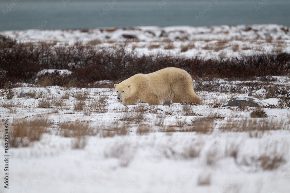 Polar bear along the shore of Hudson Bay