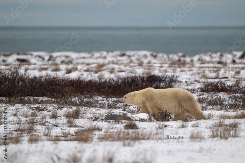 Obraz na płótnie Polar bear along the shore of Hudson Bay w salonie
