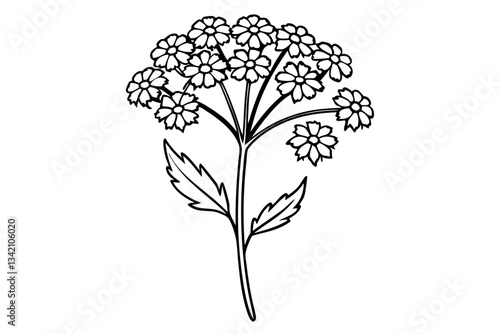 yarrow flower line art silhouette vector illustration