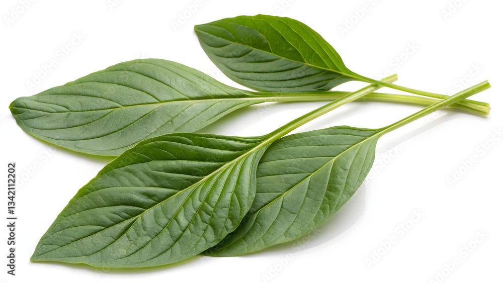 Fototapeta premium mint leaves isolated on white