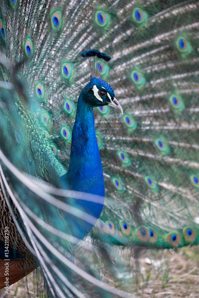 A profile view of a male peacock in bright blue and green plumage flashing his beautiful tail feathers in Northern California.