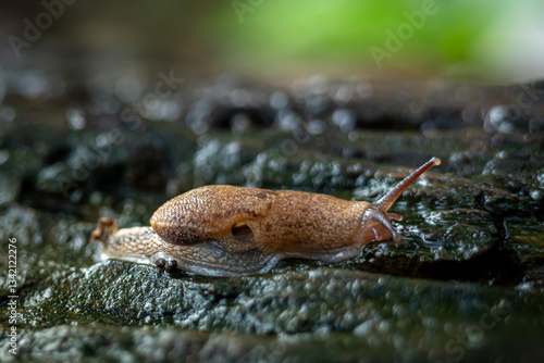 Bild auf Leinwand Slug that is on the surface of a dead old wooden stem, in a garden