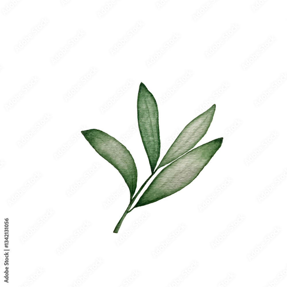 Watercolor illustration of an olive branch with green leaves and two dark ripe olives. A stylish and minimal design on a white background — perfect for packaging, logos, invitations, kitchen decor Watercolor illustration of an olive branch with green leaves and two dark ripe olives. A stylish and minimal design on a white background — perfect for packaging, logos, invitations, kitchen decor