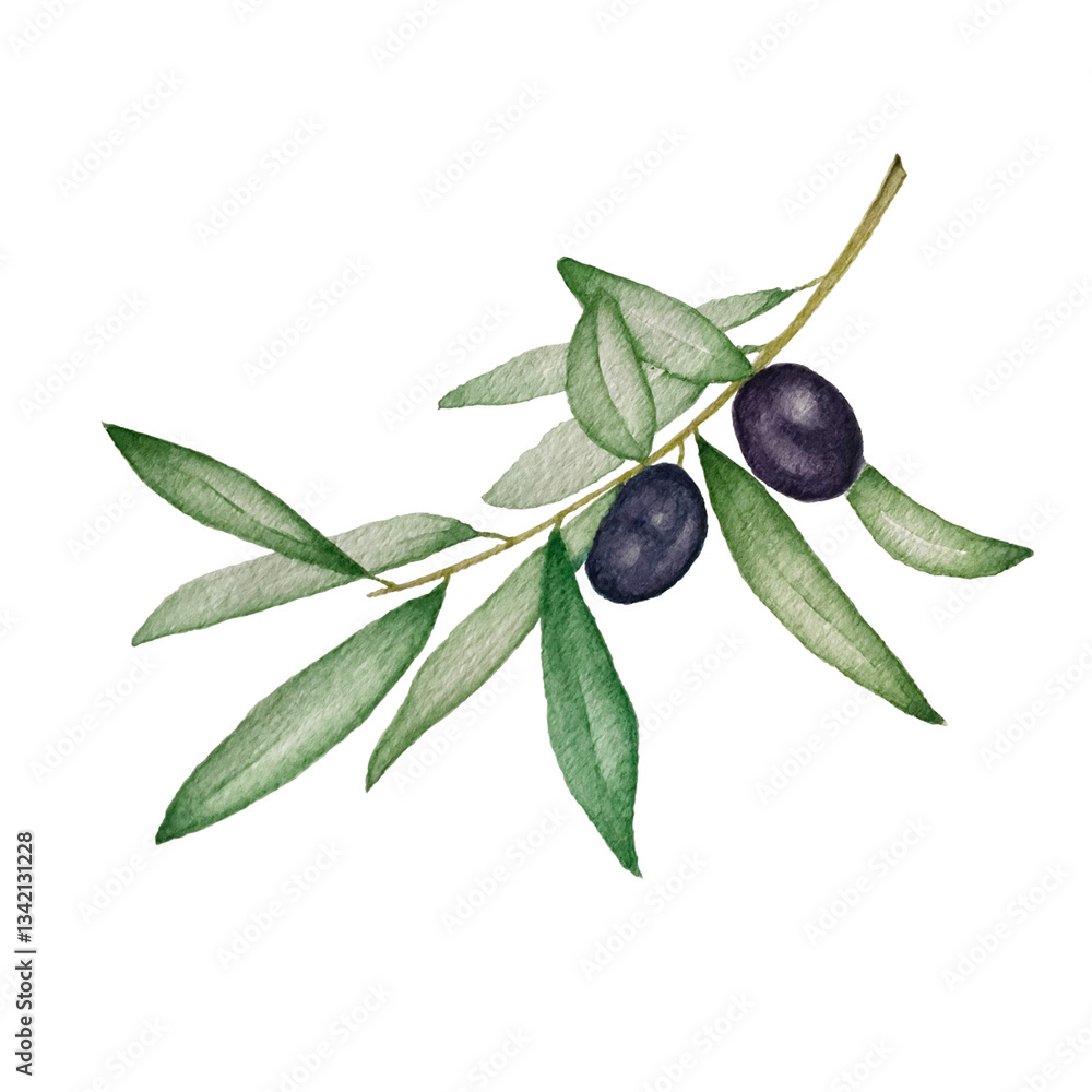 Φωτογραφία Watercolor illustration of an olive branch with green leaves and two dark ripe olives