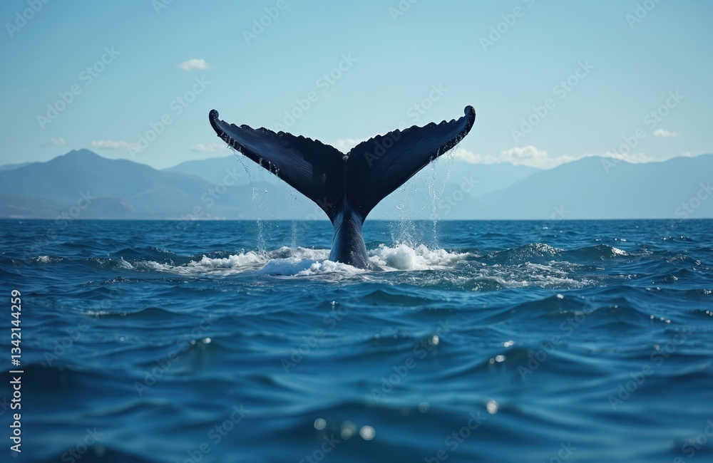 Fototapeta premium Humpback whale tail emerges from the blue sea water. Marine mammal dives in ocean near Queensland, Australia. Fin above surface. Wildlife, nature marine life viewing trip.