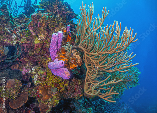Obraz na płótnie Caribbean coral garden, Bonaire w salonie