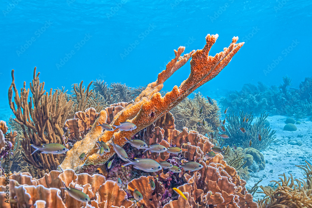Caribbean coral garden, Bonaire