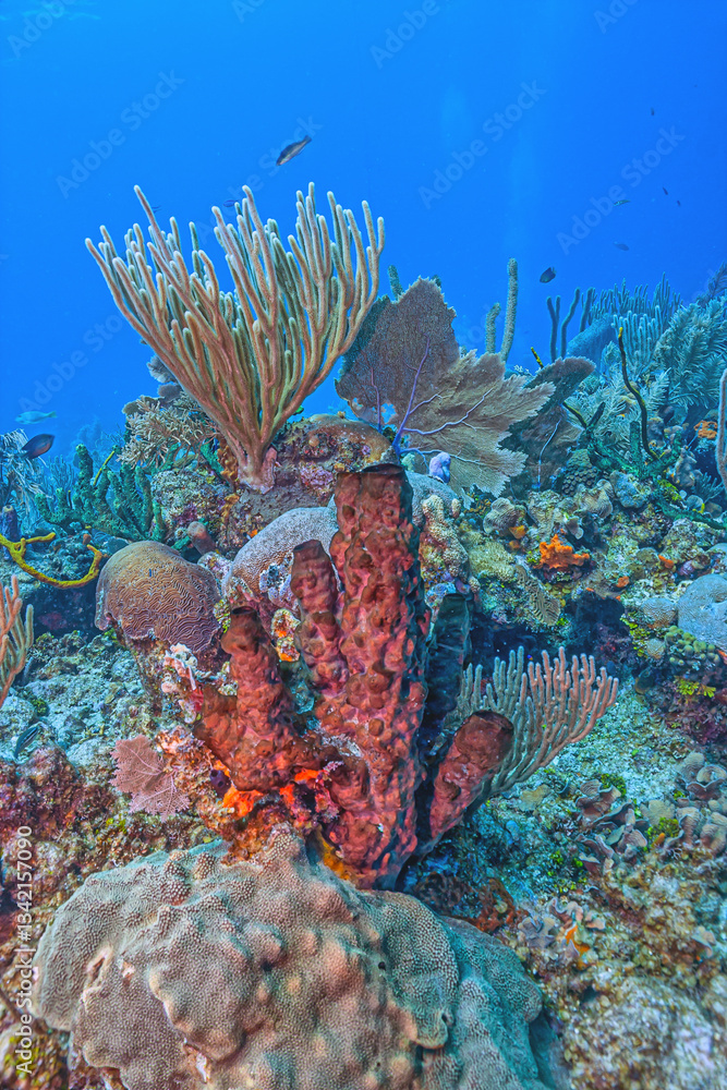 Caribbean coral garden, Bonaire
