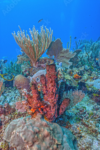 Obraz na płótnie Caribbean coral garden, Bonaire w salonie