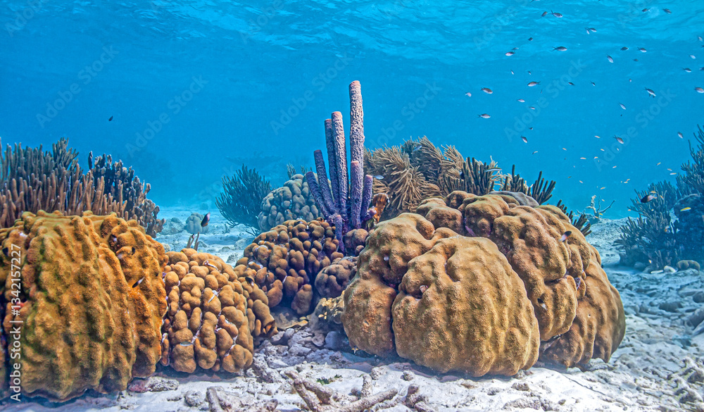Caribbean coral garden, Bonaire