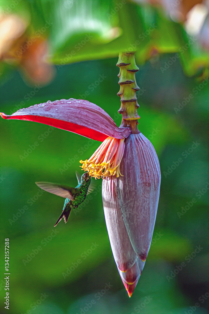 green hummingbird on island of Roatam