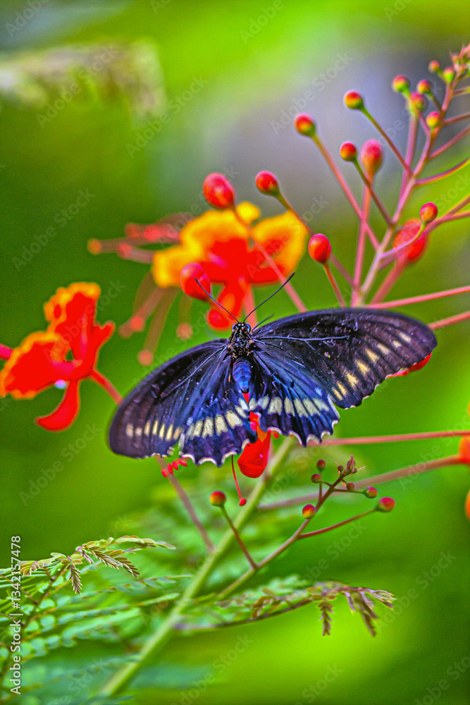 Black swallowtail butterfly in summer