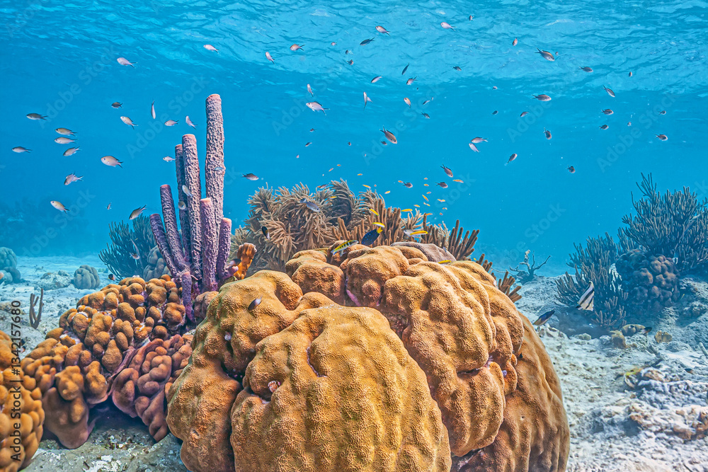 Caribbean coral garden, Bonaire