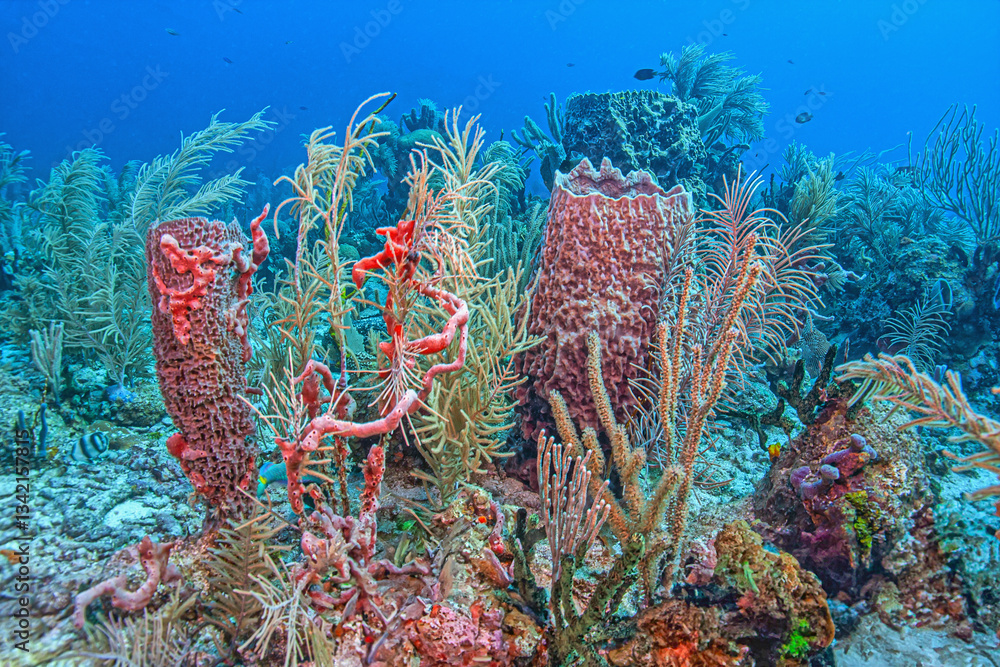 Caribbean coral garden, Bonaire