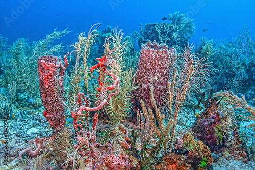 Caribbean coral garden, Bonaire