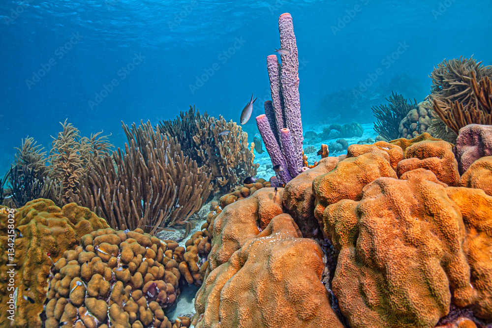 Caribbean coral garden, Bonaire