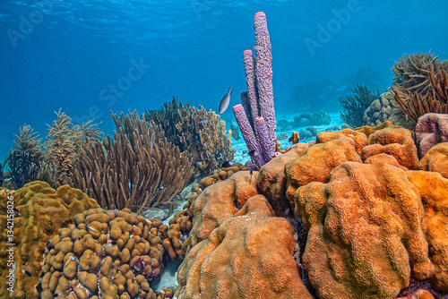Obraz na płótnie Caribbean coral garden, Bonaire w salonie