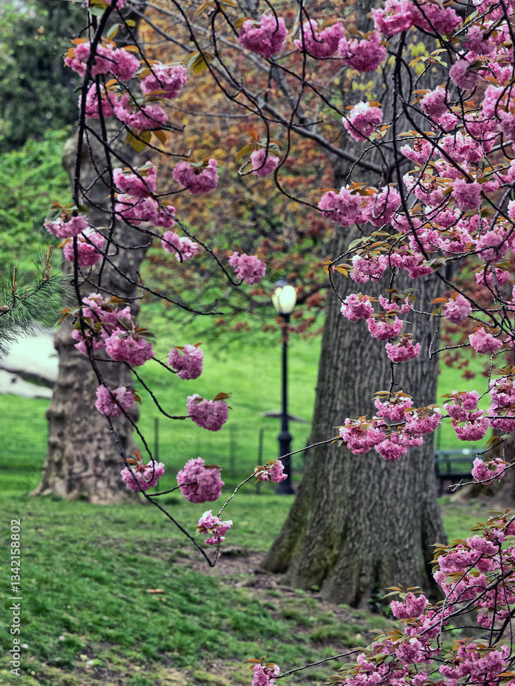 Central Park in spring, early morning