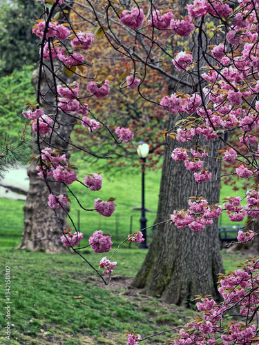 Obraz na płótnie Central Park in spring, early morning w salonie