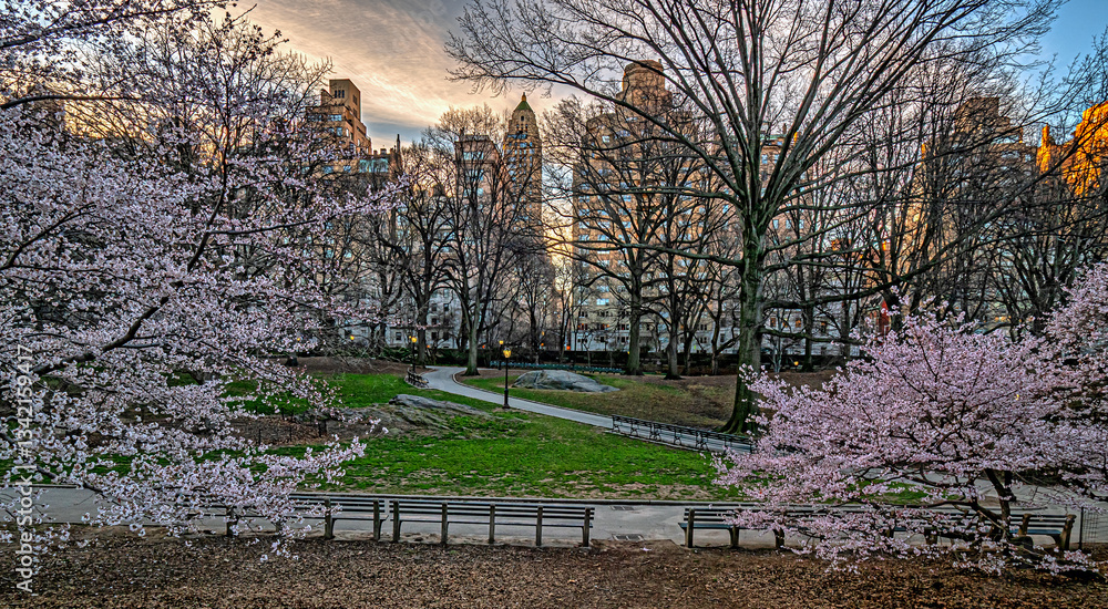Central Park in spring, early morning