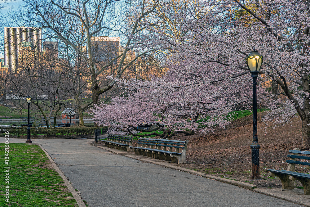 Central Park in spring, early morning