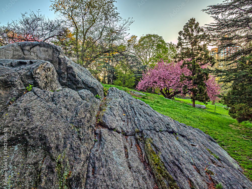 Central Park in spring, early morning