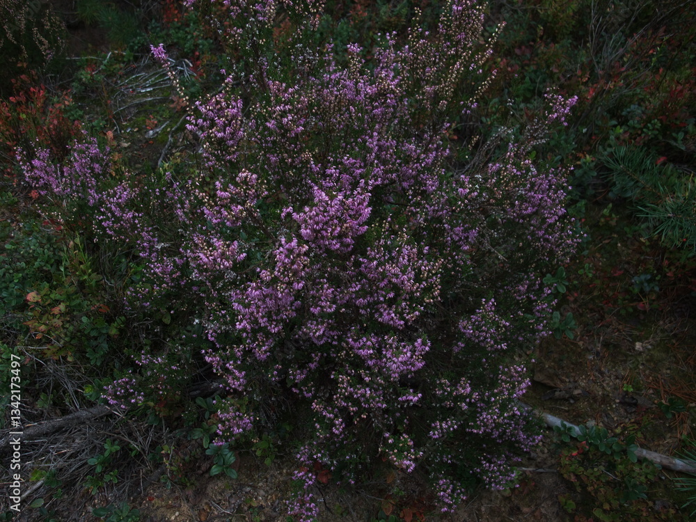 Blooming heather with delicate purple flowers in a forest, surrounded by green foliage and natural vegetation Blooming heather with delicate purple flowers in a forest, surrounded by green foliage and natural vegetation