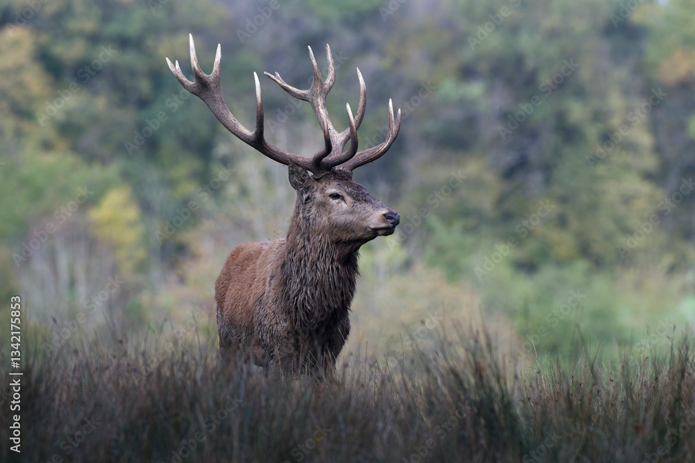 Obraz premium Cerf