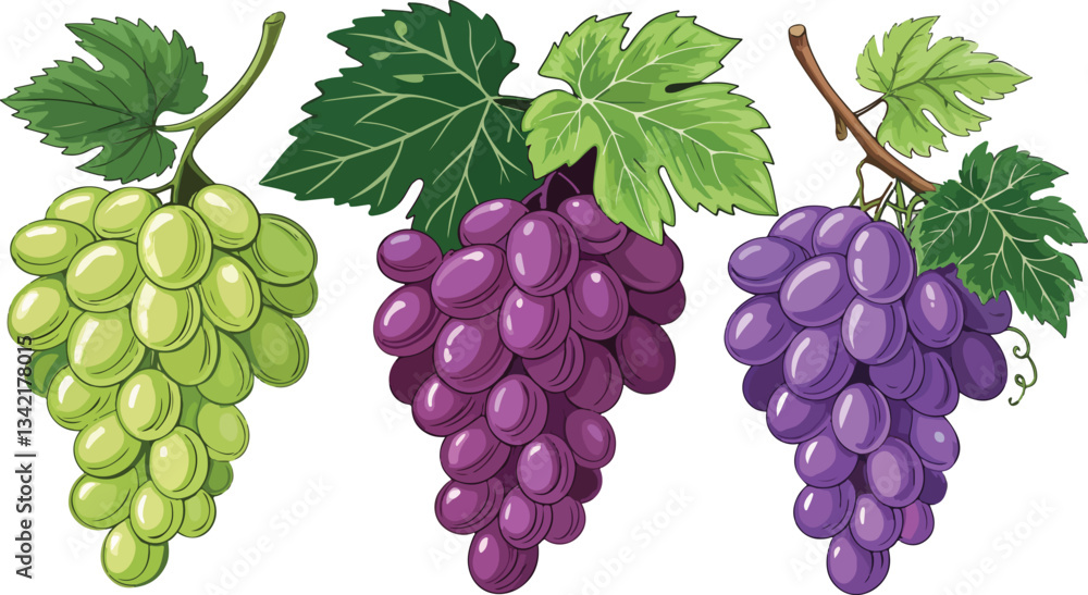 Fototapeta premium Grapes in white background vector design, Grapes Illustration vector design