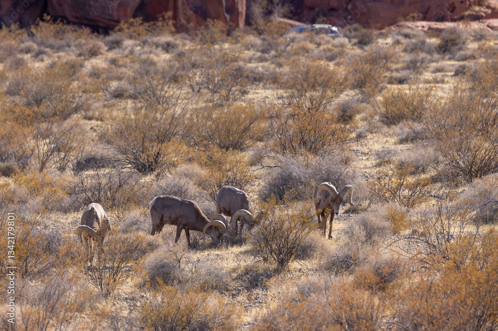 Fototapeta premium Desert Bighorn Sheep Rams in the Nevada Desert
