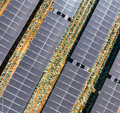 aerial view growing crops under solar panels, , solar park, solar solutions, farmers cabbage crop