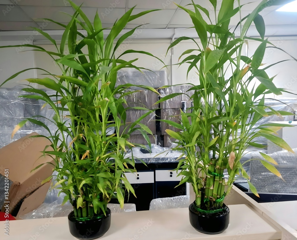 Fototapeta premium plant in a pot