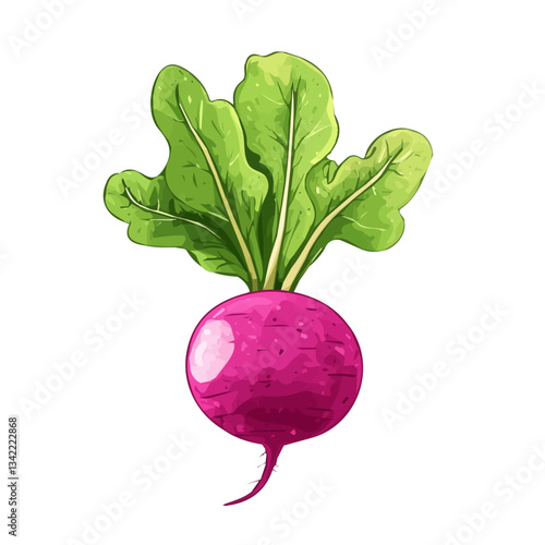 Simple illustration hand-drawn colorful Radish root. Trendy abstract minimal style. Natural fresh. Vector illustration isolated on white background, vector illustration