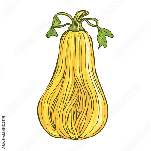 Simple hand-drawn painting colorful Spaghetti Squash. Trendy abstract minimal style. Natural fresh. Vector illustration isolated on white background, vector illustration	