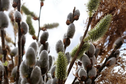 Pussy willow branches