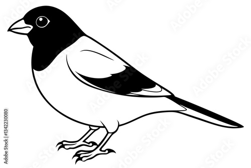 bullfinch line art silhouette vector illustration
