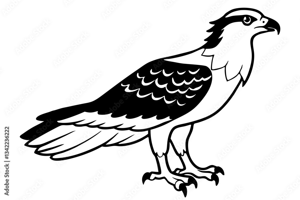 Obraz premium osprey line art silhouette vector illustration