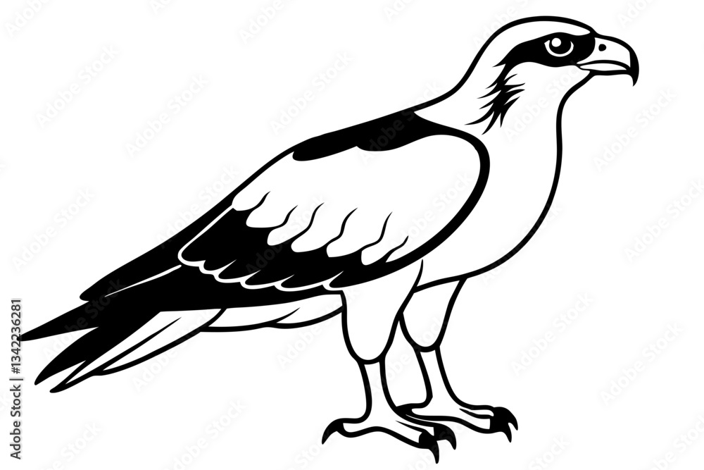 Fototapeta premium osprey line art silhouette vector illustration
