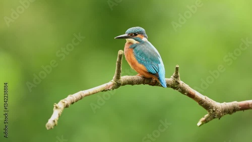 Common kingfisher Alcedo atthis perching on twig whilst fishing, isolated green background