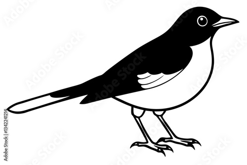 thrush line art silhouette vector illustration
