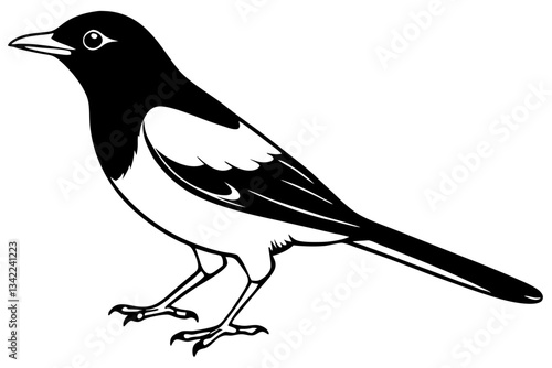 thrush line art silhouette vector illustration