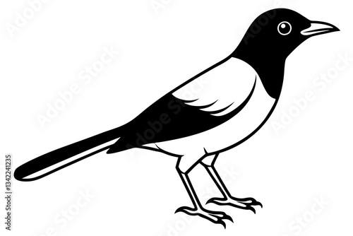 thrush line art silhouette vector illustration