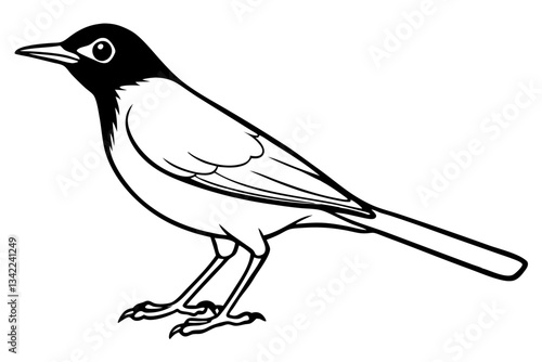 thrush line art silhouette vector illustration