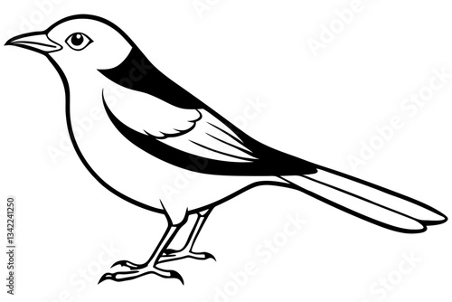 thrush line art silhouette vector illustration